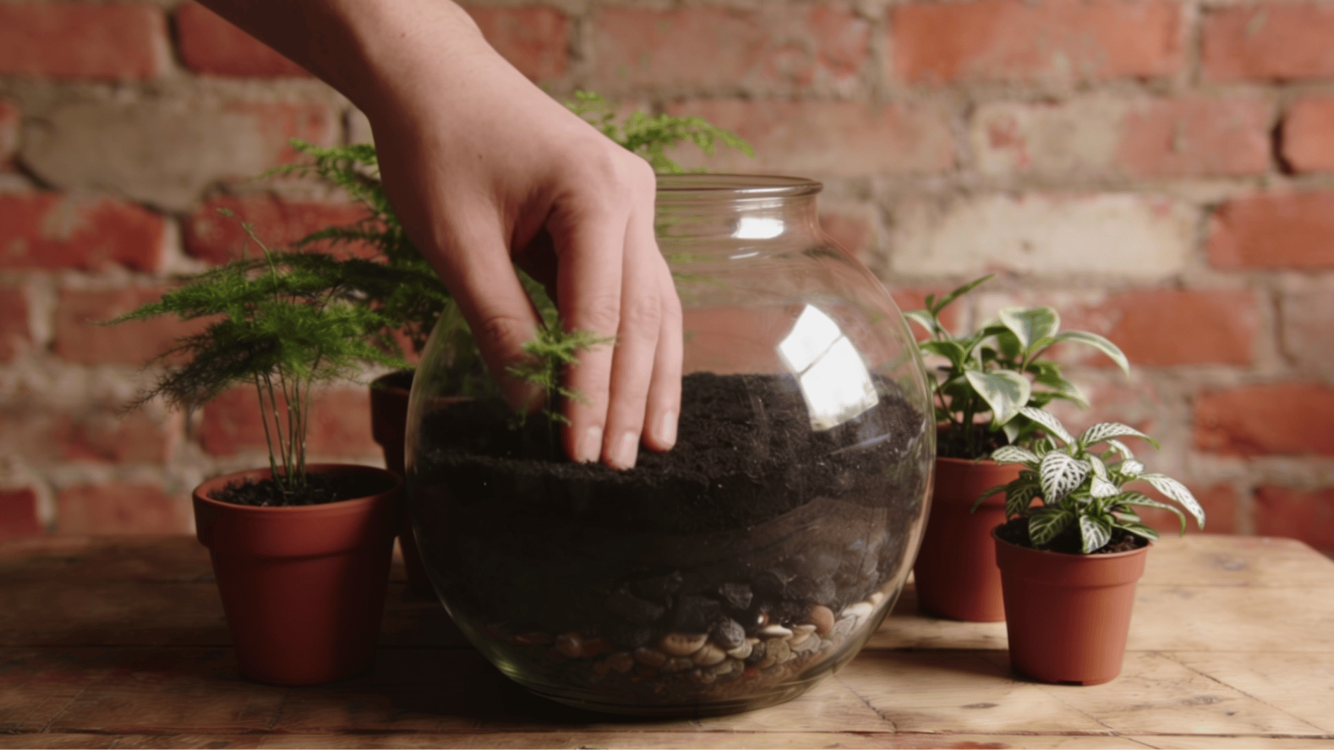 arranging terrarium plants by height before planting inside a clear glass container